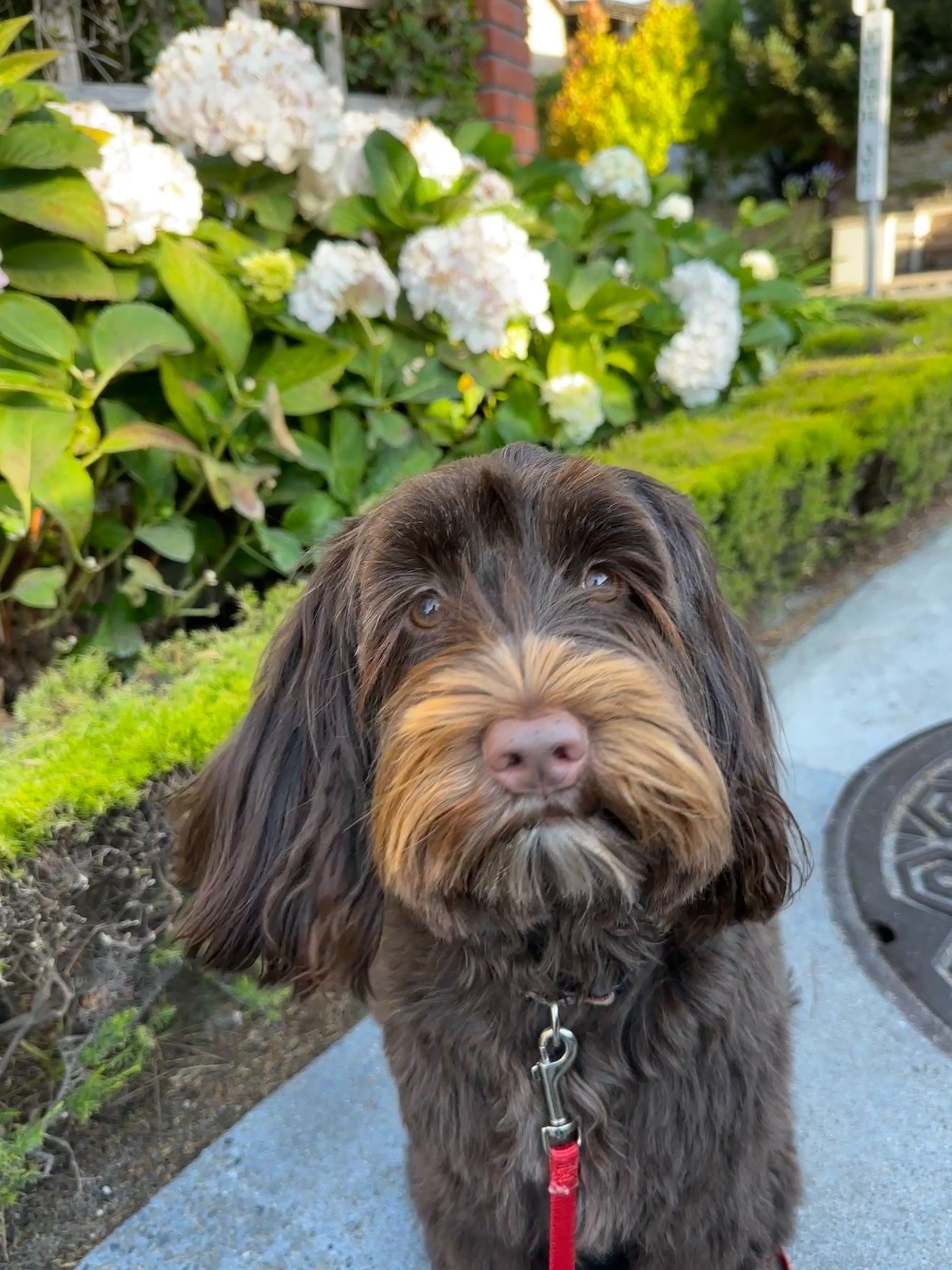 Carmel Woods dog enjoying a garden walk